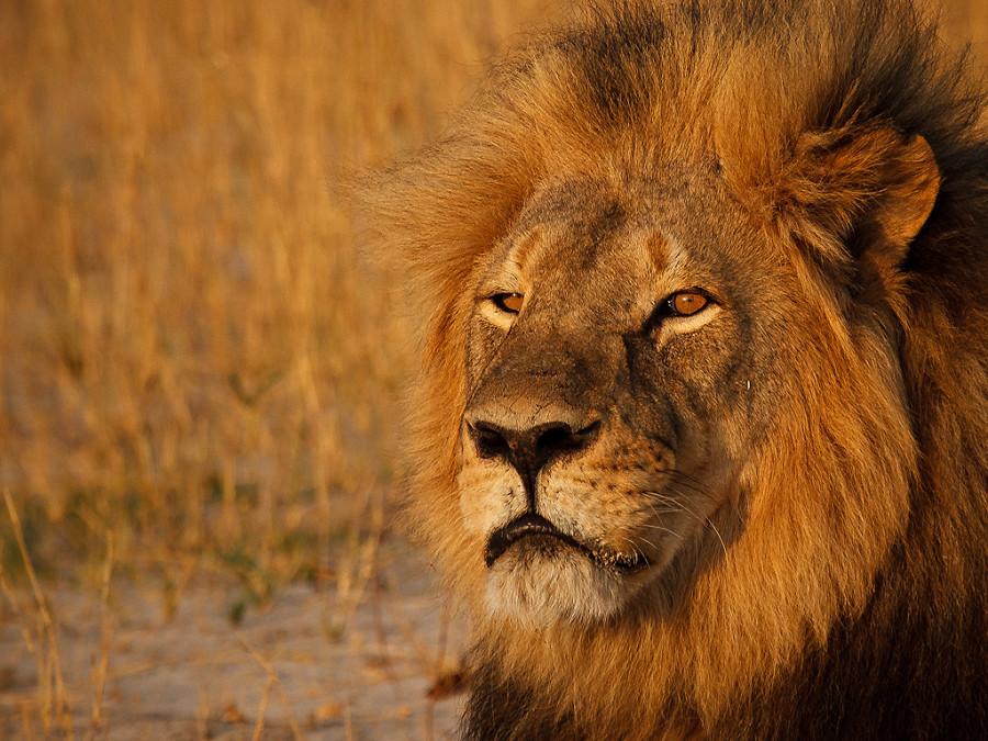 No Charges for Killer of Cecil the Lion