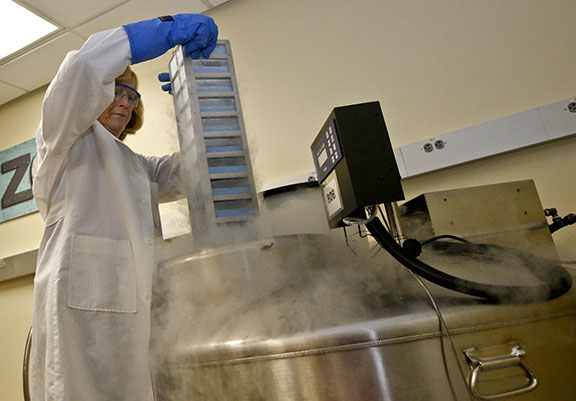 In this Friday, Jan. 2, 2015 photo, Barbara Durant, director of reproductive physiology at the San Diego Zoo Institute for Conservation Research, a.k.a. the Frozen Zoo, removes vials of frozen cells from a liquid nitrogen-cooled stainless steel container at the Beckman Center at the San Diego Zoo's Safari Park in Escondido, Calif. (AP Photo/Lenny Ignelzi)