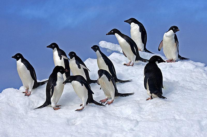 Penguin colony suffers after being landlocked by iceberg