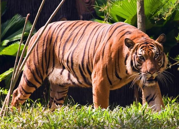 Florida zookeeper killed by tiger