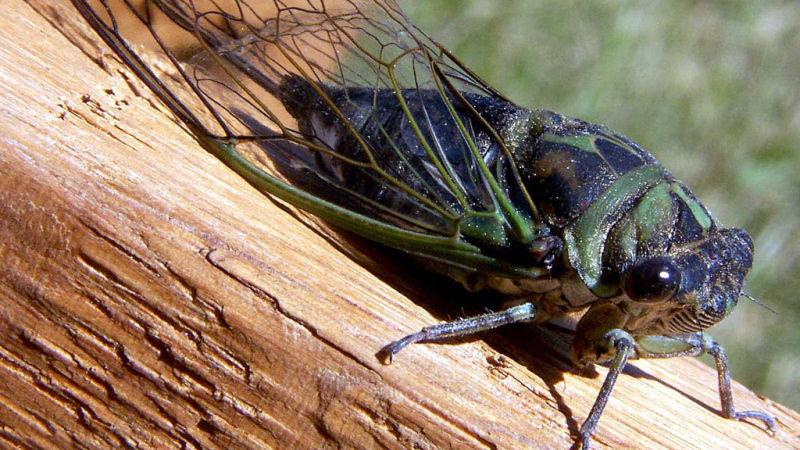 Cicadas set to make noisy reappearance after seventeen years of being underground