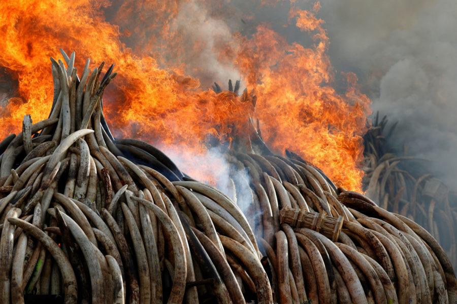 Fire burns part of an estimated 105 tonnes of ivory and a tonne of rhino horn confiscated from smugglers and poachers at the Nairobi National Park near Nairobi, Kenya, April 30, 2016. REUTERS/Siegfried Modola TPX IMAGES OF THE DAY      - RTX2C8NM