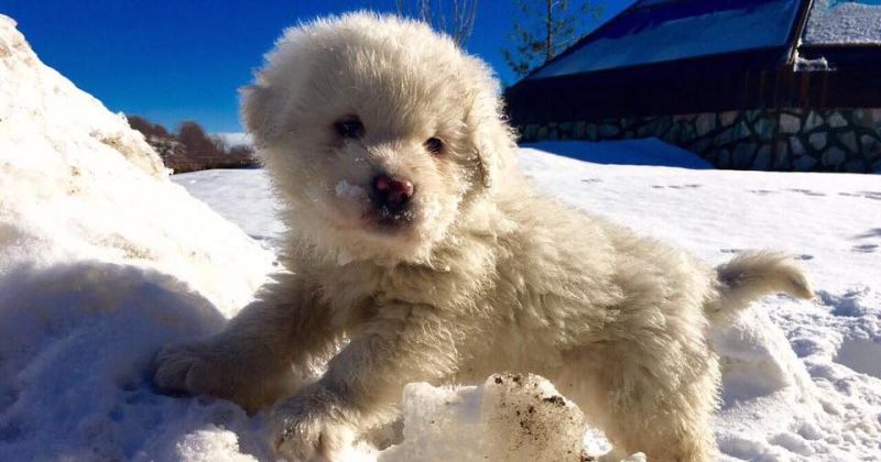 Puppies Rescued After an Avalanche in Italy