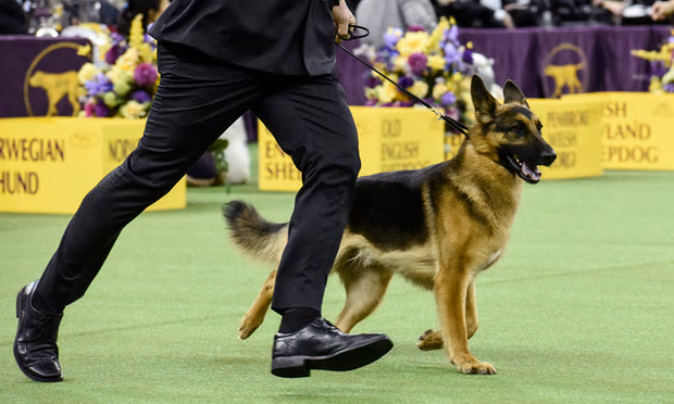 The Westminster Dog Show: A Whole Lot of Good Boys